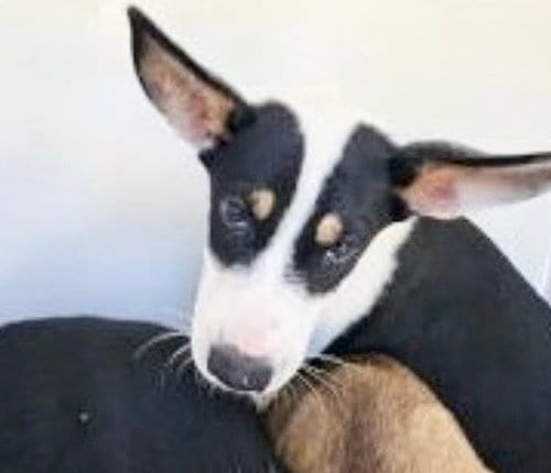 Photo of A660584, adoptable Husky in Houston, Texas