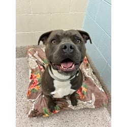 Photo of Frank Azar, adoptable American Staffordshire Terrier in Brighton, Colorado