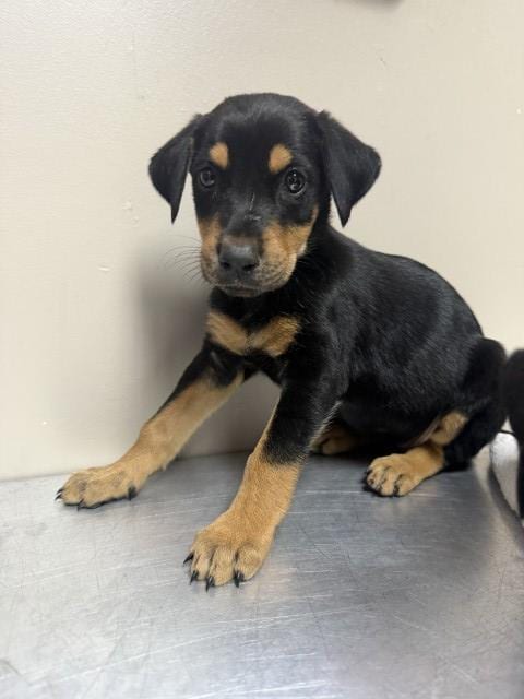 Photo of Sally, adoptable Doberman Pinscher in Redlands, California