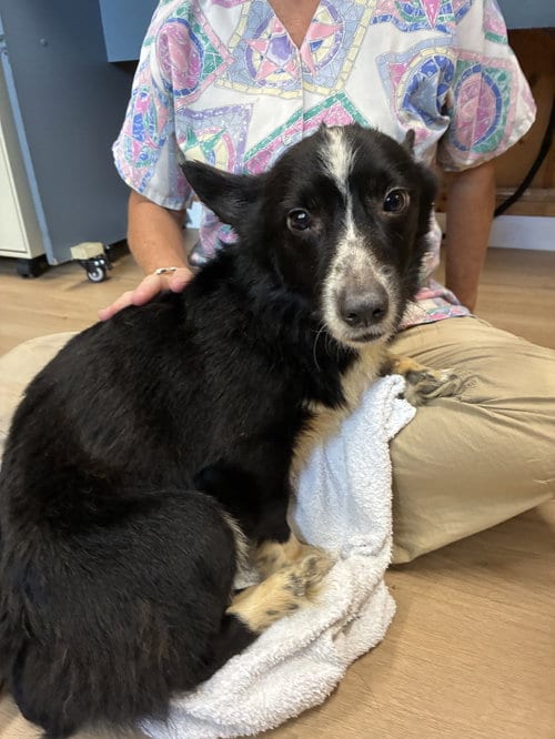 Photo of Snickers, adoptable Corgi in Raleigh, North Carolina