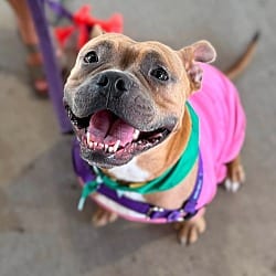 Photo of Nugget, adoptable American Staffordshire Terrier Boxer in Holly Springs, North Carolina