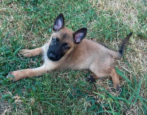 Photo of High Octane- Lotus - Located in OK, adoptable Belgian Shepherd Malinois in Imlay City, Michigan