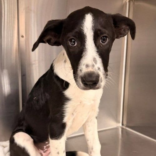 Photo of Susie, adoptable Unknown breed in Rancho Santa Fe, California