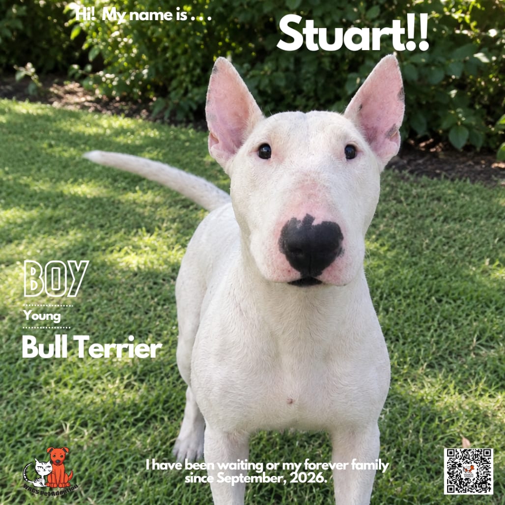 Photo of Stuart, adoptable Terrier, Bull in Westminster, California