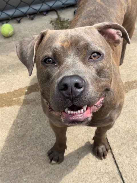 Photo of Strohs, adoptable American Pit Bull Terrier in Chicago, Illinois