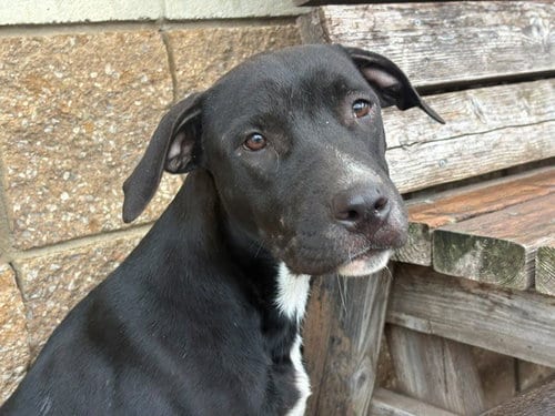 Photo of Marley, adoptable Pit Bull Terrier in Tulsa, Oklahoma