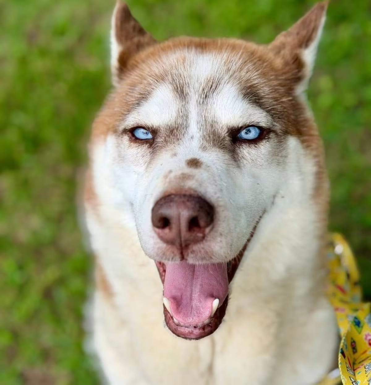 Photo of Polyester, adoptable Husky in Fort mill, South Carolina