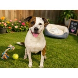 Photo of Sox, adoptable American Pit Bull Terrier in Chatsworth, California