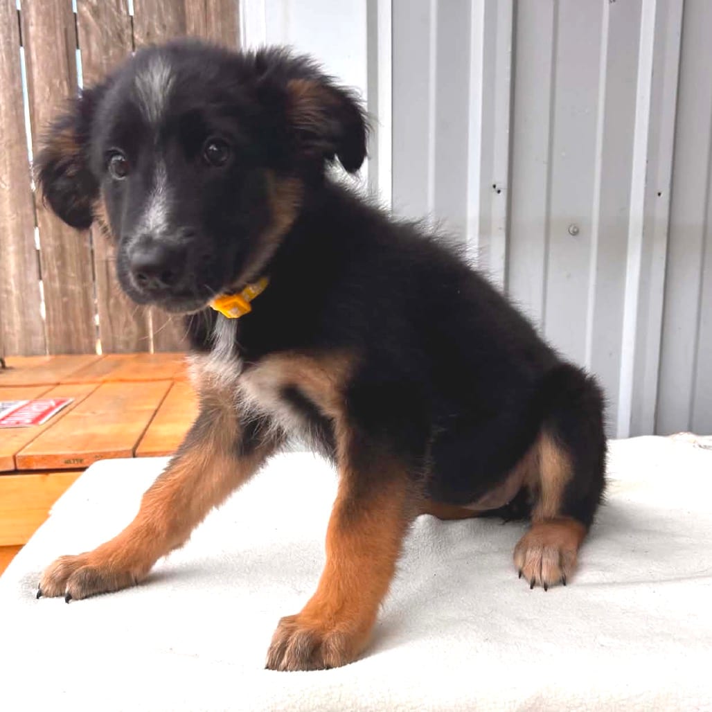 Photo of Peanut PR2, adoptable Cattle Dog, Australian (Blue Heeler) in Union, Missouri