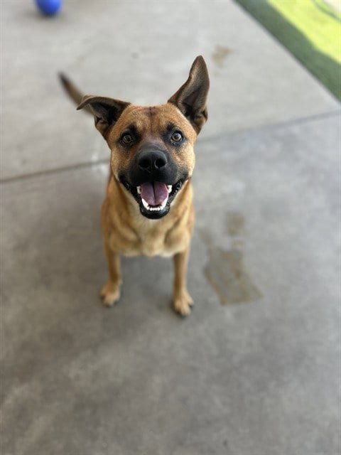 Photo of Ranger, adoptable Black Mouth Cur in Chula Vista, California