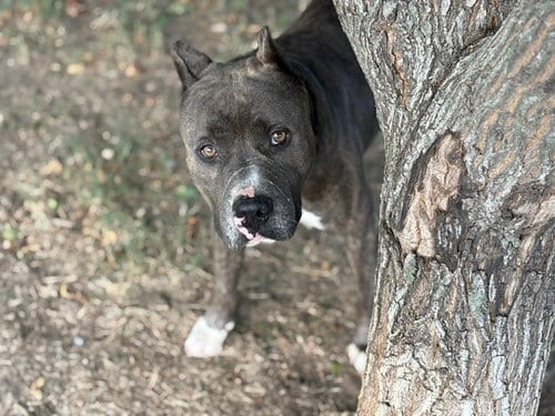 Photo of Money King, adoptable Pit Bull Terrier in Tulsa, Oklahoma