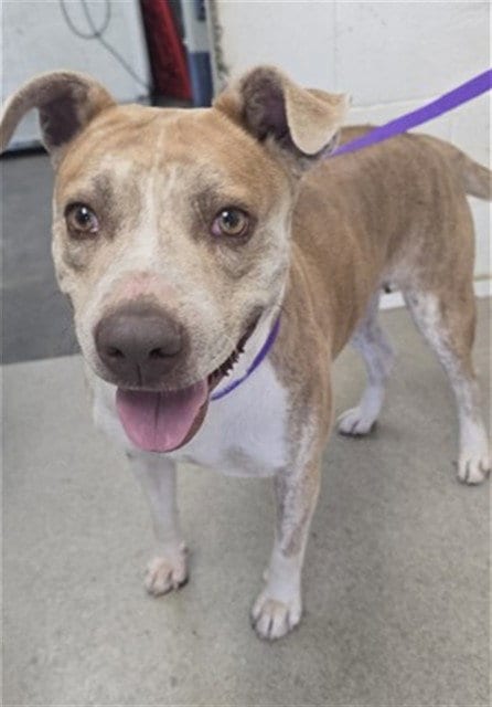 Photo of Cheetah, adoptable Pit Bull Terrier in San Bernardino, California