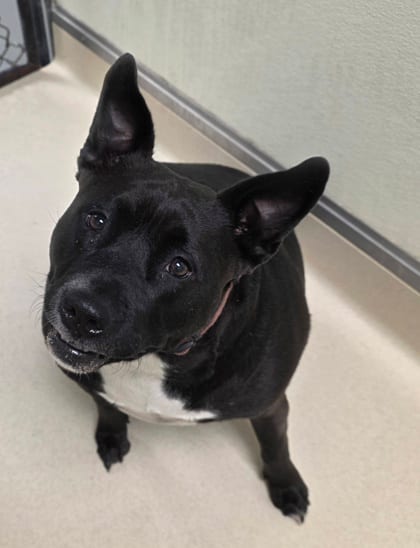 Photo of Lilly, adoptable Terrier, Pit Bull/Mix in Raeford, North Carolina