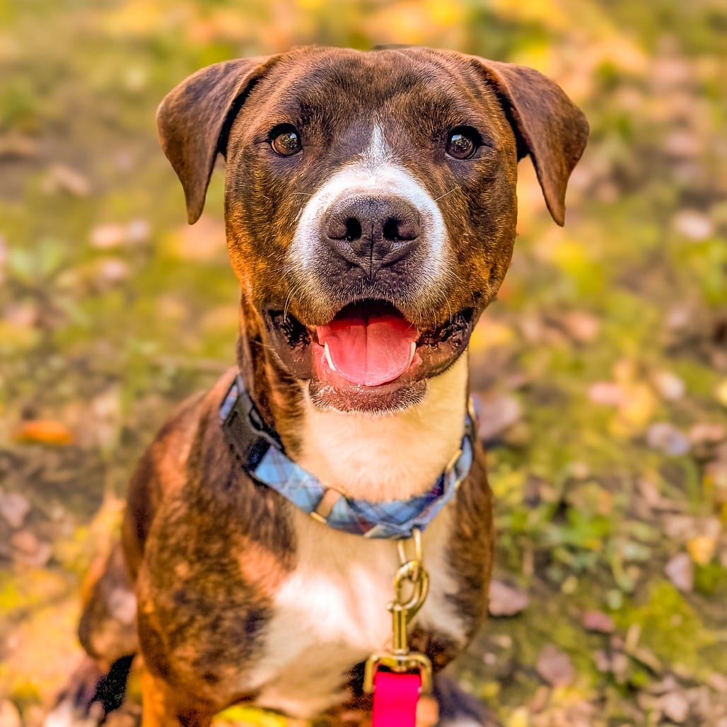 Photo of Snickers, adoptable Mixed Breed (Medium) / Mixed Breed (Medium) in Ohio, Ohio