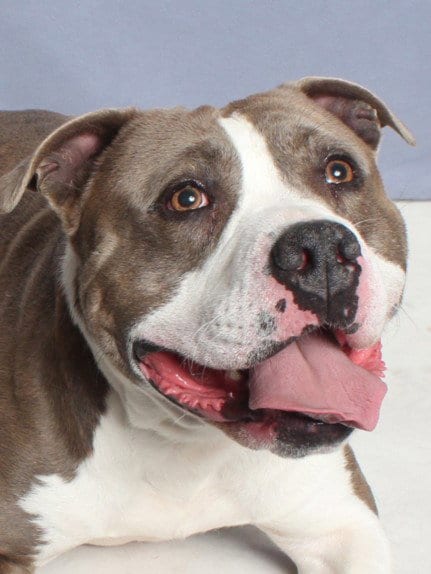 Photo of Milo, adoptable Pit Bull Terrier in Burbank, California