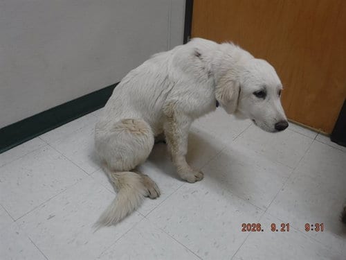 Photo of Millie, adoptable Great Pyrenees in Oroville, California