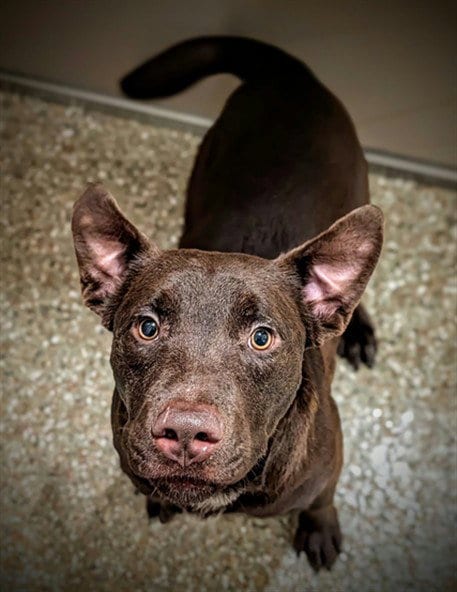 Photo of Craig, adoptable Labrador Retriever in Clyde, North Carolina