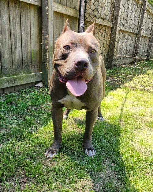 Photo of Willie, adoptable American Staffordshire Terrier in Sheboygan, Wisconsin