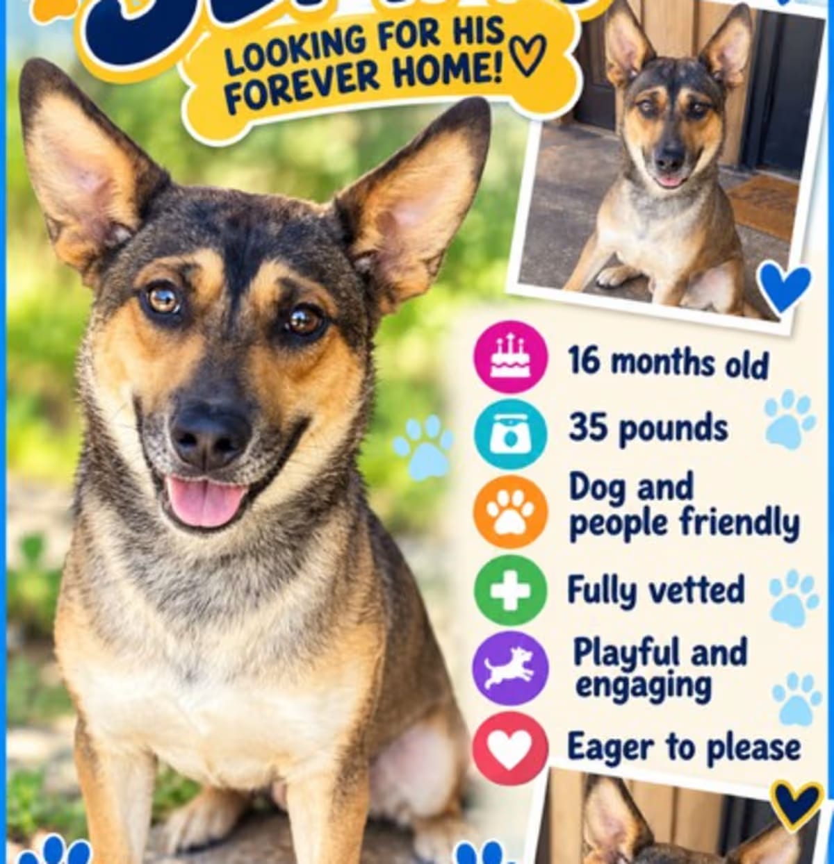 Photo of Semaj, adoptable Mixed Breed (Medium) in Roswell, Georgia