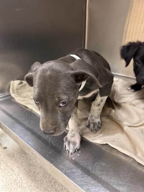 Photo of A1882016, adoptable Pit Bull Terrier in Riverside, California