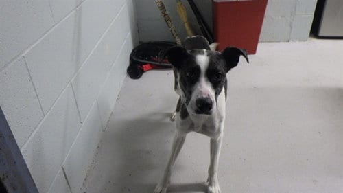 Photo of Athena, adoptable Pit Bull Terrier in Augusta, Georgia