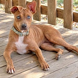 Photo of Rose Kelly meet 10/24, adoptable Hound (Unknown Type) in East Hartford, Connecticut