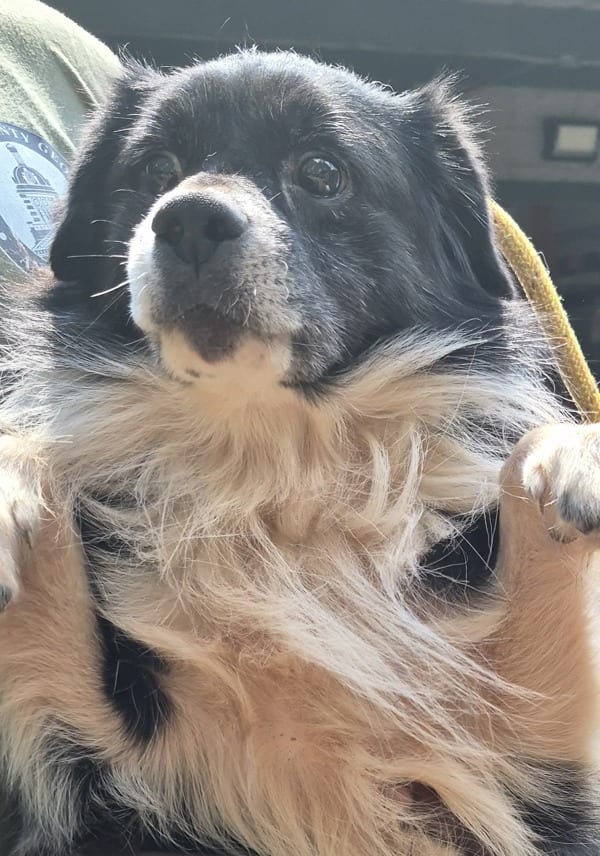 Photo of Monster, adoptable Australian Shepherd mixed Terrier in Lawrenceville, Georgia