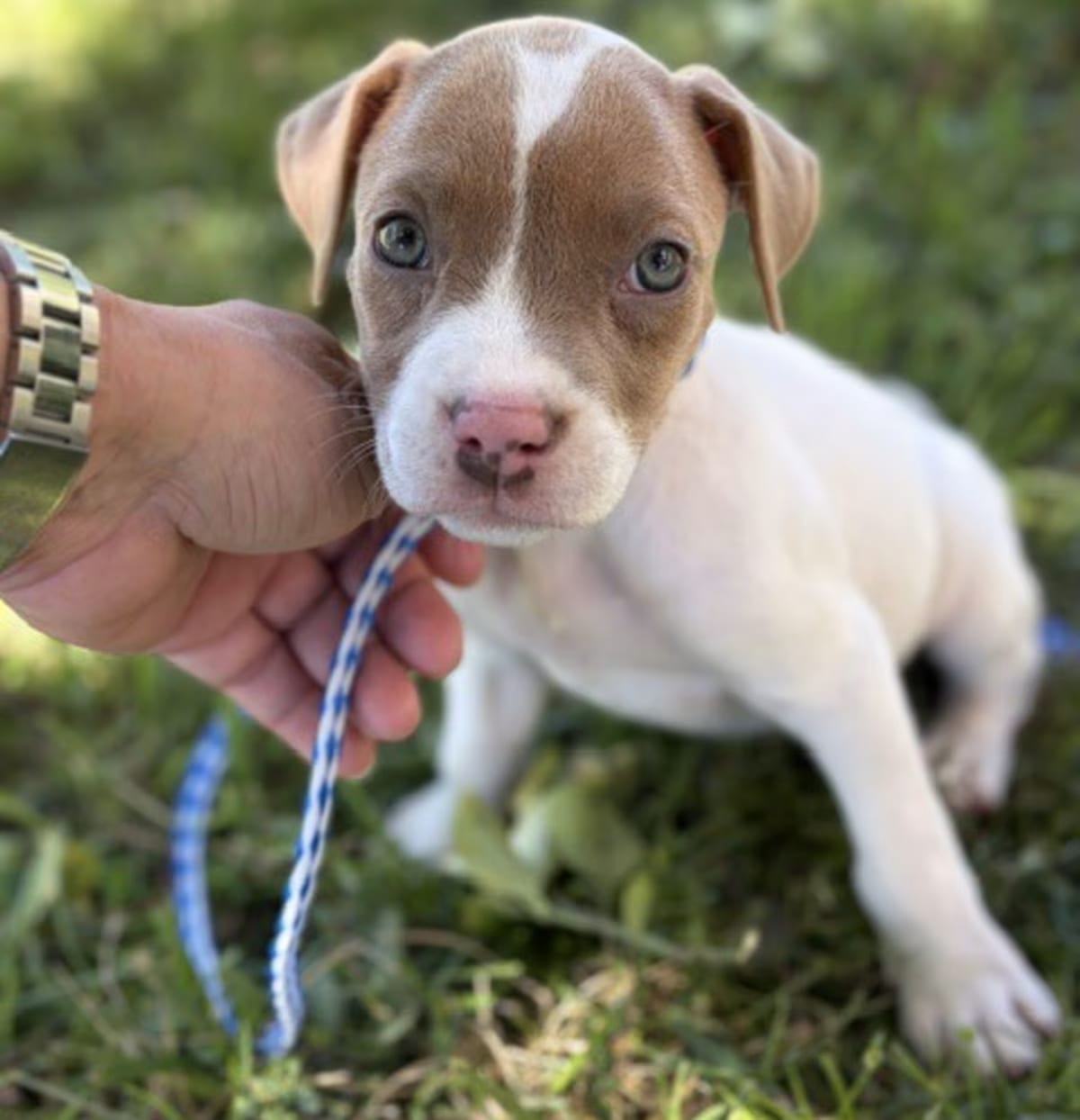 Photo of Reba, adoptable American Pit Bull Terrier in Taylors, South Carolina