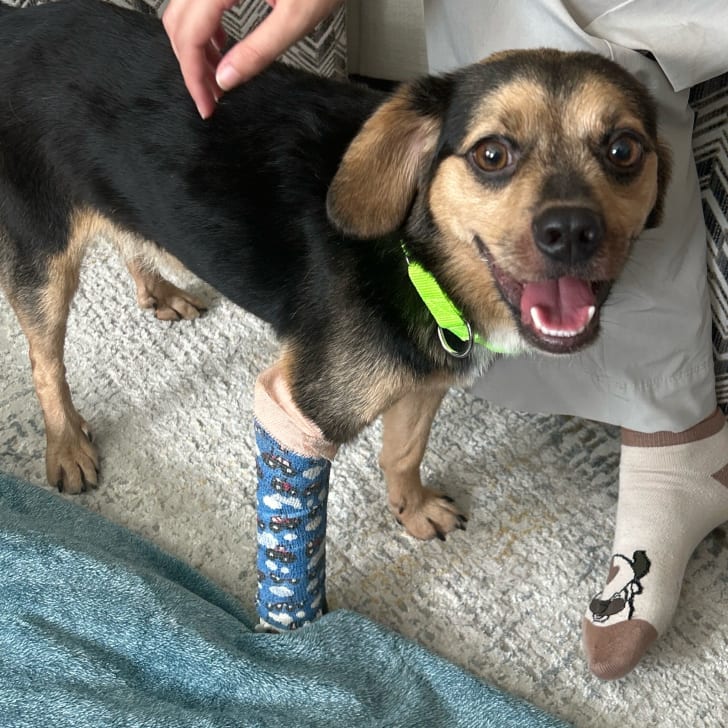 Photo of Basil, adoptable Beagle / Mixed Breed (Small) in Raleigh area, North Carolina