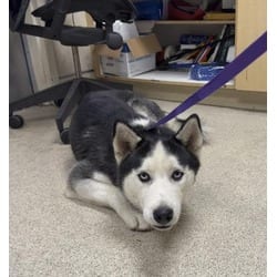 Photo of Petey, adoptable Husky in Jurupa Valley, California