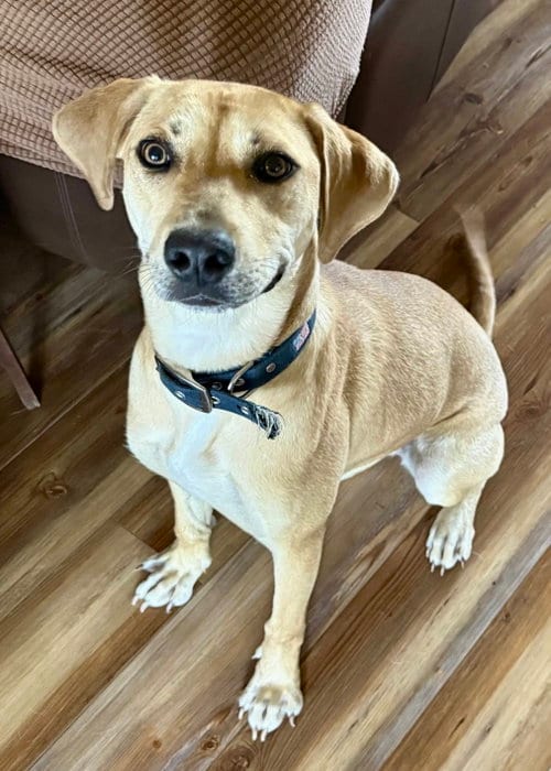 Photo of Honey, adoptable Labrador Retriever in Fort Worth, Texas