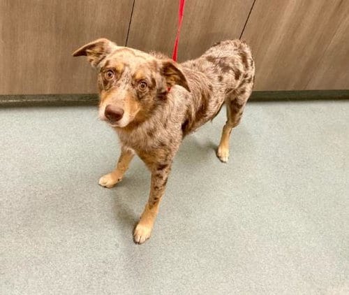 Photo of Bones, adoptable Australian Cattle Dog/Blue Heeler in Baytown, Texas