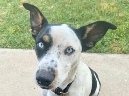 Photo of Norman, adoptable dog in Georgetown, Texas
