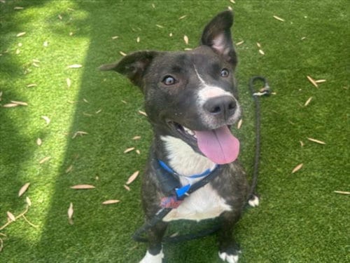 Photo of Princess Peach, adoptable Pit Bull Terrier in Los Angeles, California