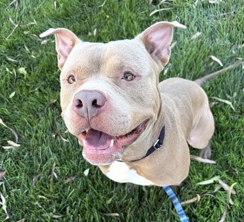 Photo of Raider, adoptable Pit Bull Terrier in Martinez, California
