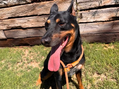 Photo of Goku, adoptable Doberman Pinscher in Albuquerque, New Mexico