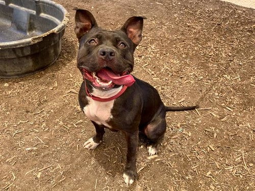 Photo of Kathy, adoptable Pit Bull Terrier in Orange, California
