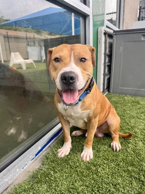 Photo of Fario, adoptable Pit Bull Terrier in Dallas, Texas