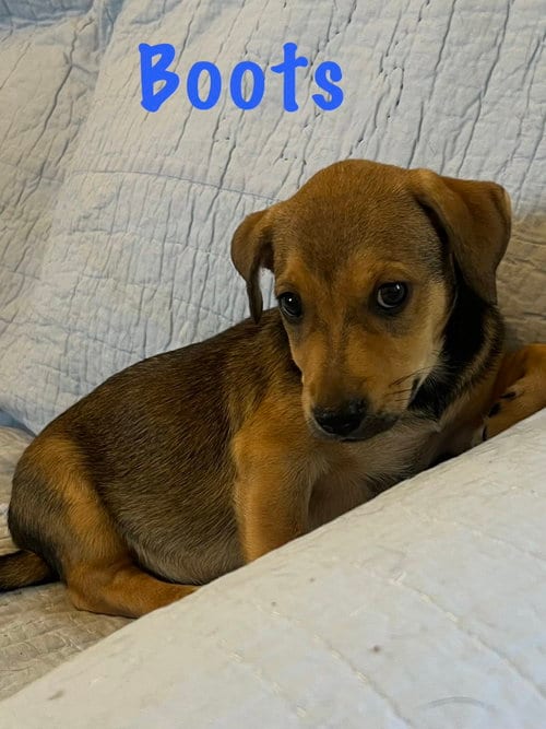 Photo of Boots, adoptable Basset Hound in Pipe Creek, Texas