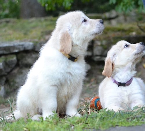 Photo of Harley, adoptable Golden Retriever in Enfield, Connecticut