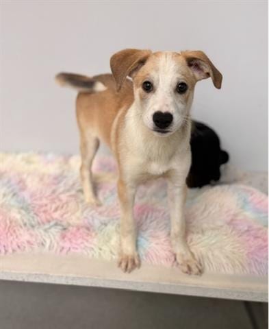 Photo of Truffles, adoptable Border Collie in San Martin, California