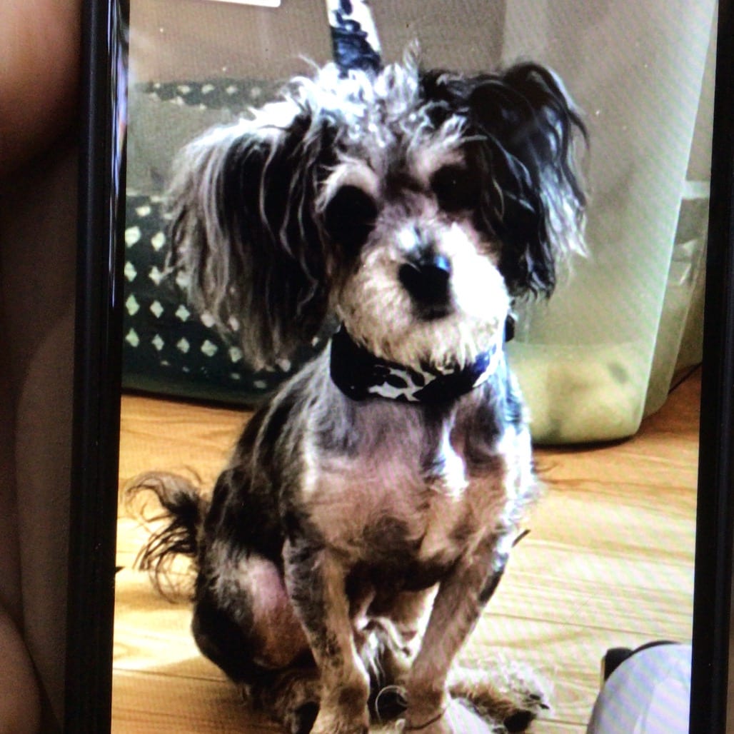 Photo of Ace, adoptable Mixed Breed (Small)