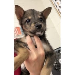 Photo of A596067, adoptable German Shepherd Dog in San Bernardino, California