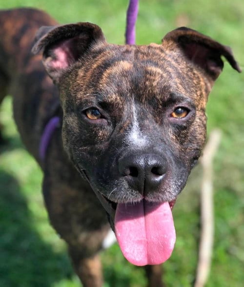 Photo of Rugby, adoptable Boxer in Elkins, West Virginia