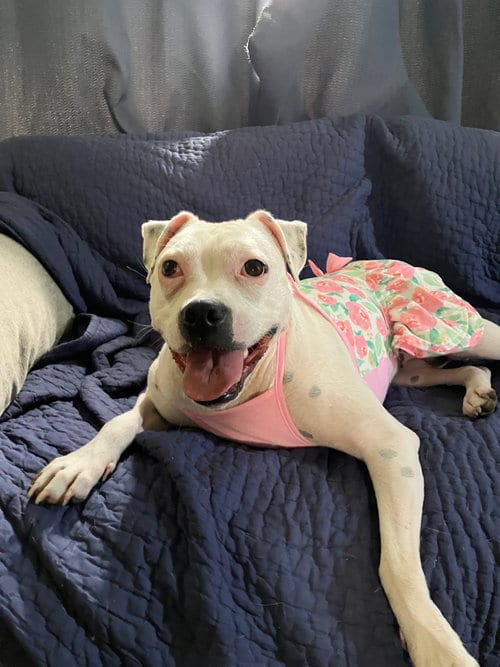 Photo of Happy, adoptable Pit Bull Terrier in Plainfield, Illinois