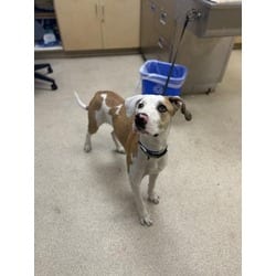 Photo of Pickle, adoptable Labrador Retriever in Jurupa Valley, California