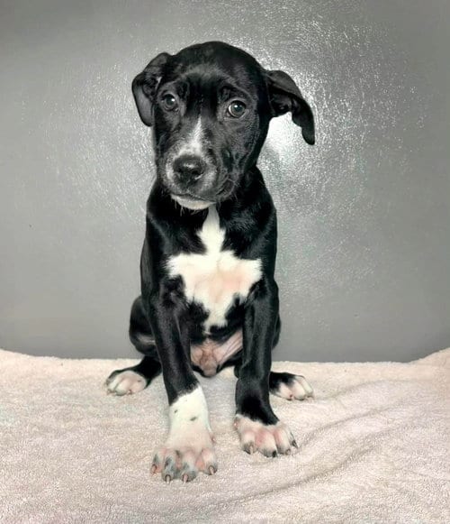 Photo of Woody, adoptable American Staffordshire Terrier in New Oxford, Pennsylvania