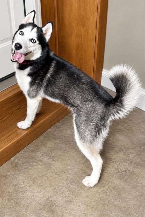 Photo of Freya, adoptable Husky in bloomington, Illinois