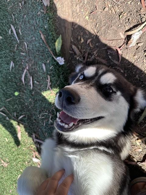 Photo of Impreza, adoptable Siberian Husky in Fremont, California
