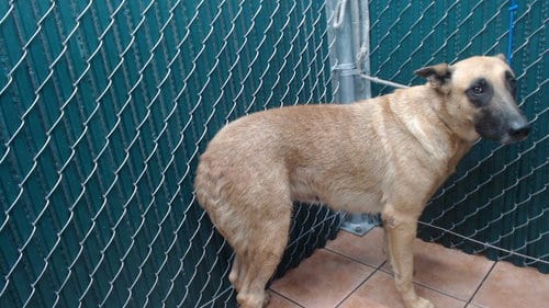 Photo of Nona, adoptable Belgian Shepherd Malinois in Downey, California